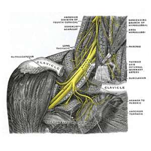 effective brachial plexus mnemonic feature image