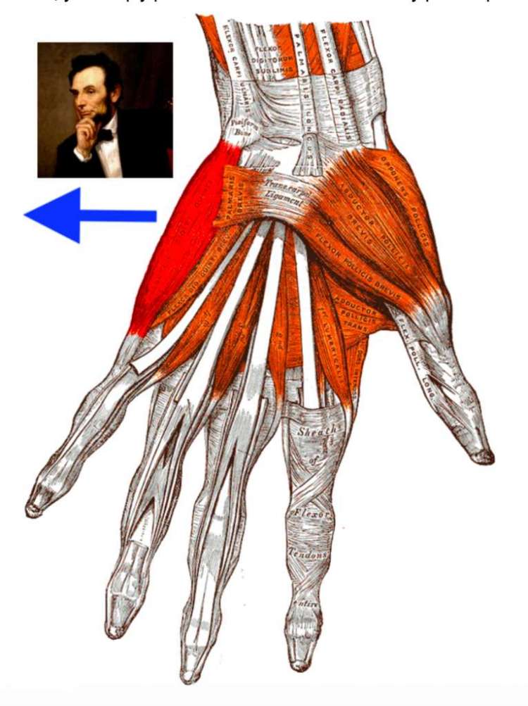 mnemonic example for an abductor muscle in the hand