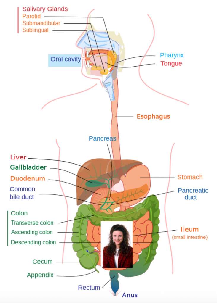 mnemonic example for the digestive system