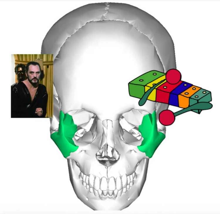 Skull Bones Mnemonic (Cranial and Facial Bones)