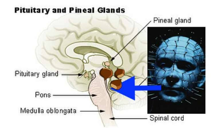 mnemonic example for the pineal gland and pituitary gland 