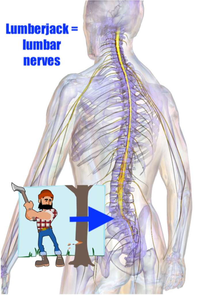 mnemonic example for the spinal nerves