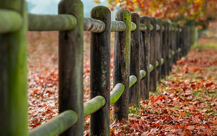wooden barriers and lots of red leaves on the ground