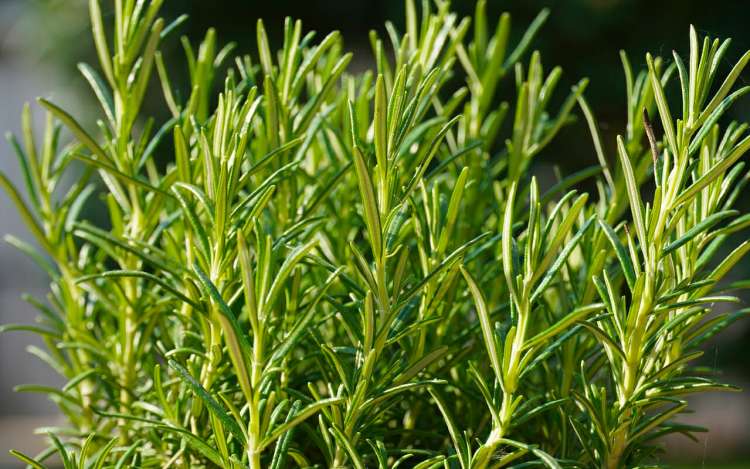 rosemary is a herb for better memory