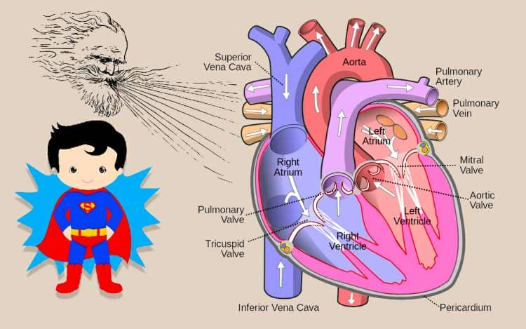 A blood flow mnemonic example for the entrance of blood into the heart through the superior vena cava and inferior vena cava