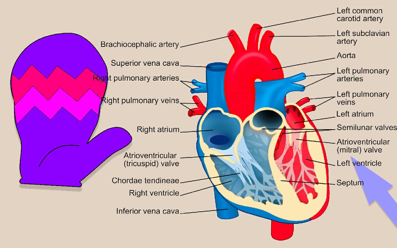 Mnemonic example for the mitral valve of the heart with a mitten