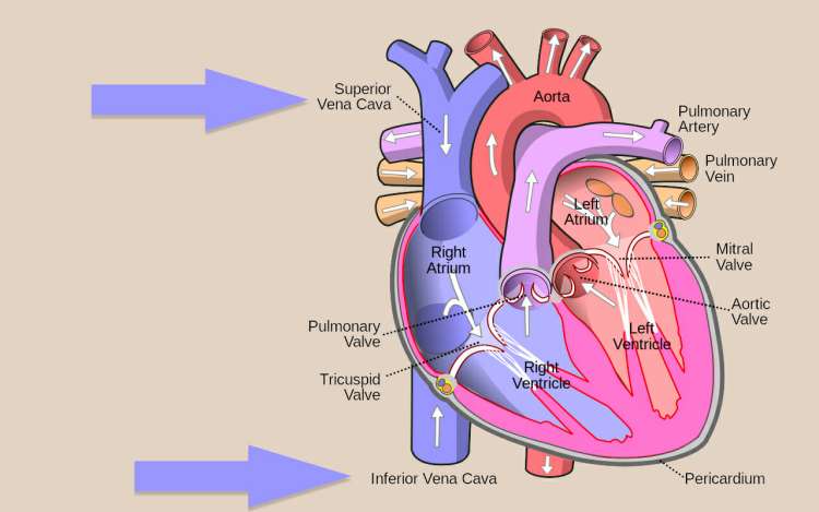 heart diagram highlighting the location of the superior vena cava and the inferior vena cava