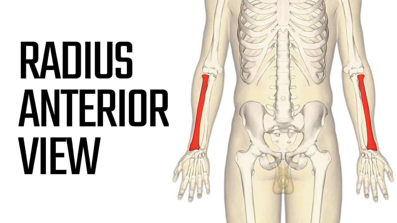 How to Remember Ulna and Radius The Best 3 Bone Mnemonics