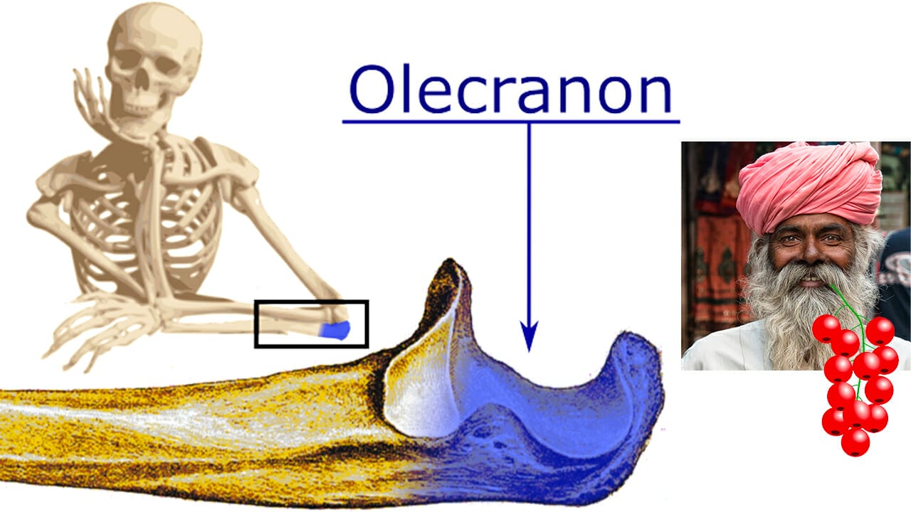 How to Remember Ulna and Radius The Best 3 Bone Mnemonics